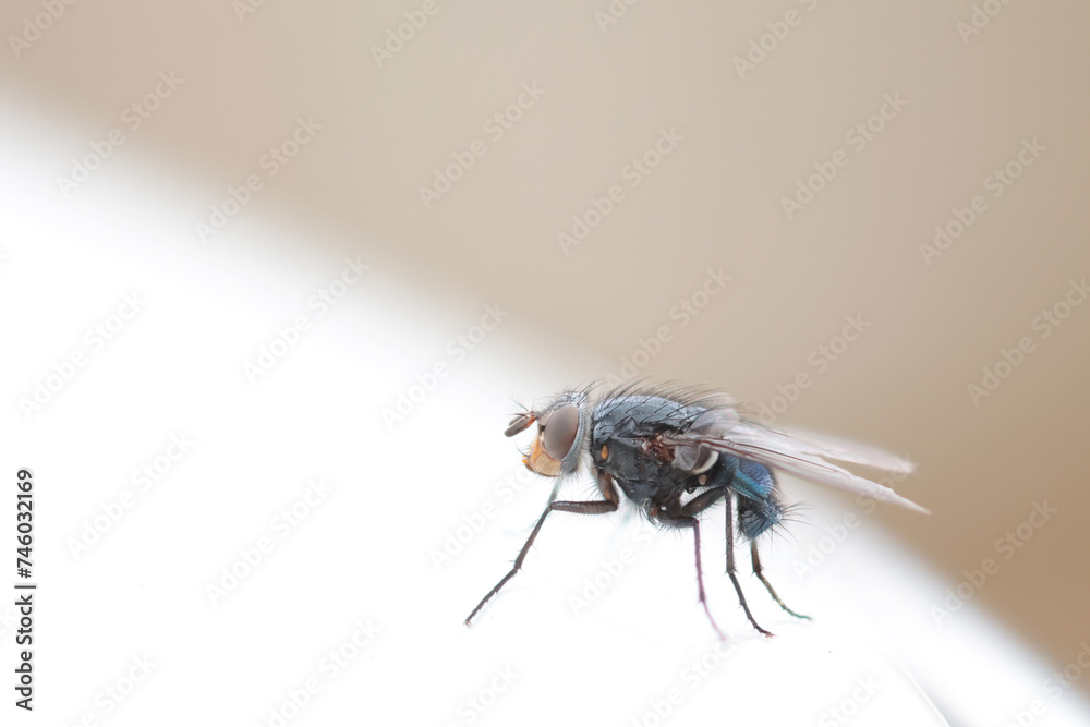 Diptera sitting on a wall during early spring in Alsace, France Diptera sitting on a wall during early spring in Alsace, France