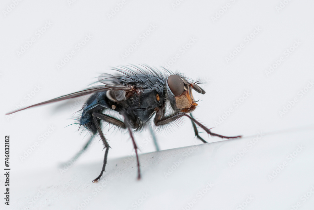 Diptera sitting on a wall during early spring in Alsace, France Diptera sitting on a wall during early spring in Alsace, France