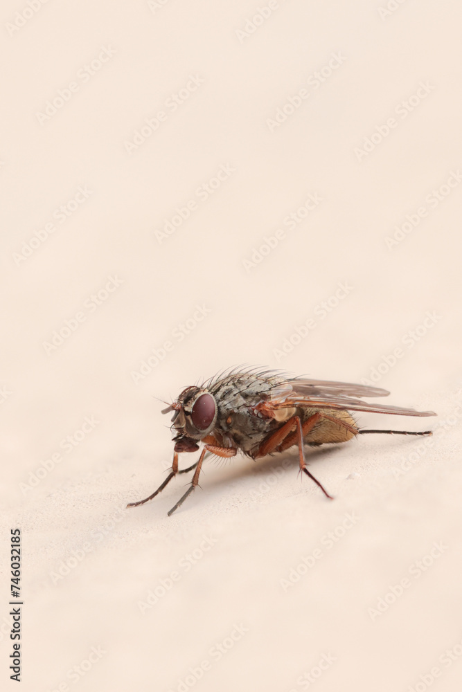 Diptera sitting on a wall during early spring in Alsace, France Diptera sitting on a wall during early spring in Alsace, France