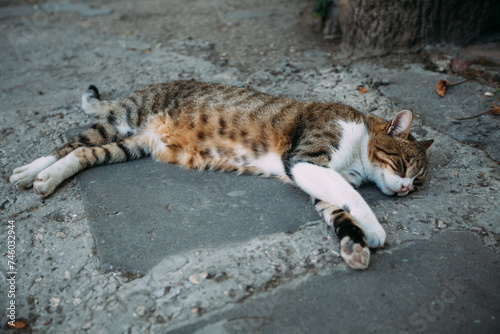 A striped cat with a white breast, paws and belly lies on the asphalt and sleeps