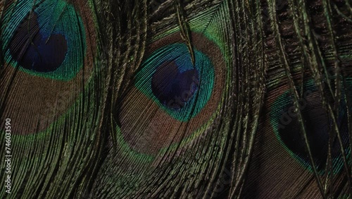 Close up detailed shots of various assorted bird feathers