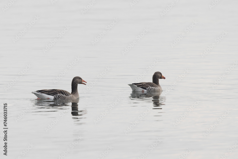 Grey-lag goose Anser anser wintering on the Rhine, France Grey-lag goose Anser anser wintering on the Rhine, France