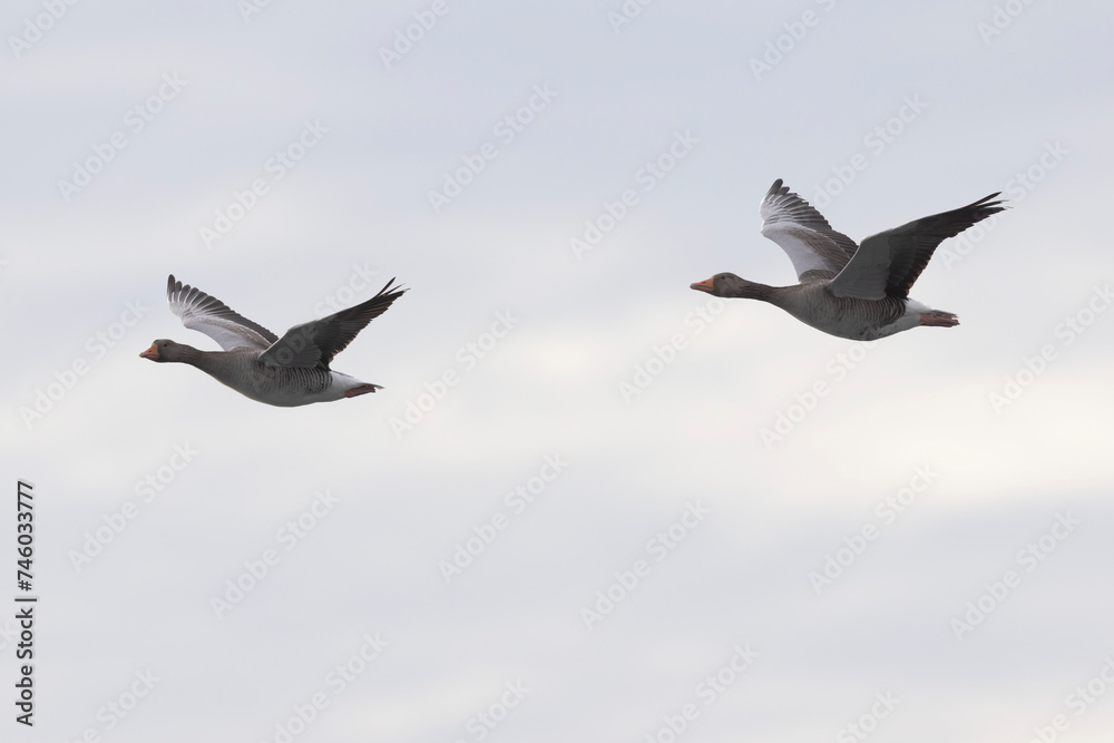 Grey-lag goose Anser anser wintering on the Rhine, France Grey-lag goose Anser anser wintering on the Rhine, France