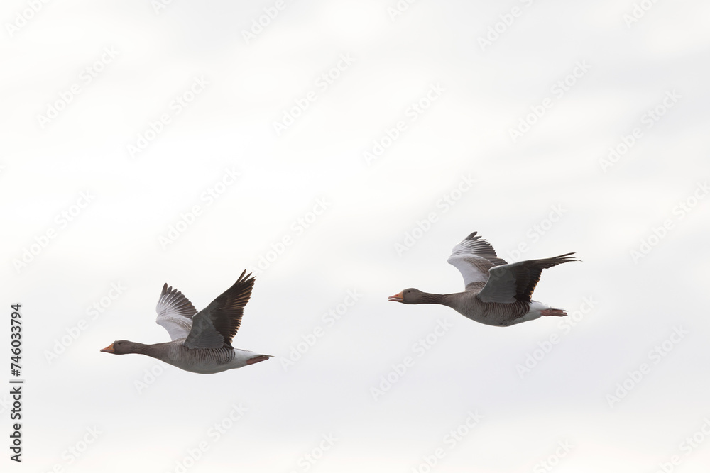 Obraz premium Grey-lag goose Anser anser wintering on the Rhine, France
