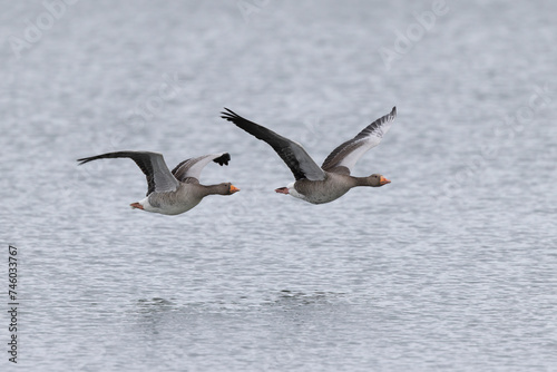 Grey-lag goose Anser anser wintering on the Rhine  France