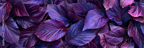 photographic background of lush purple iredescend leaves photo