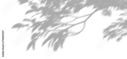 Quadro em tela Subtle leafy branches shadows clipart transparent backgrounds 3d render png