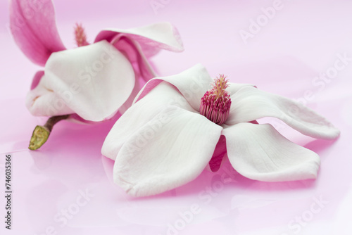 Fototapeta Naklejka Na Ścianę i Meble -  Close-up of wide open Magnolia liliiflora Nigra flowers with white and pink petals and flower center with purple anthers and pistils on light pink background