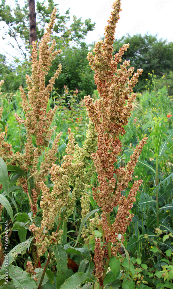 Part of a sorrel bush (Rumex confertus) growing in nature with dry seeds on the stem Part of a sorrel bush (Rumex confertus) growing in nature with dry seeds on the stem