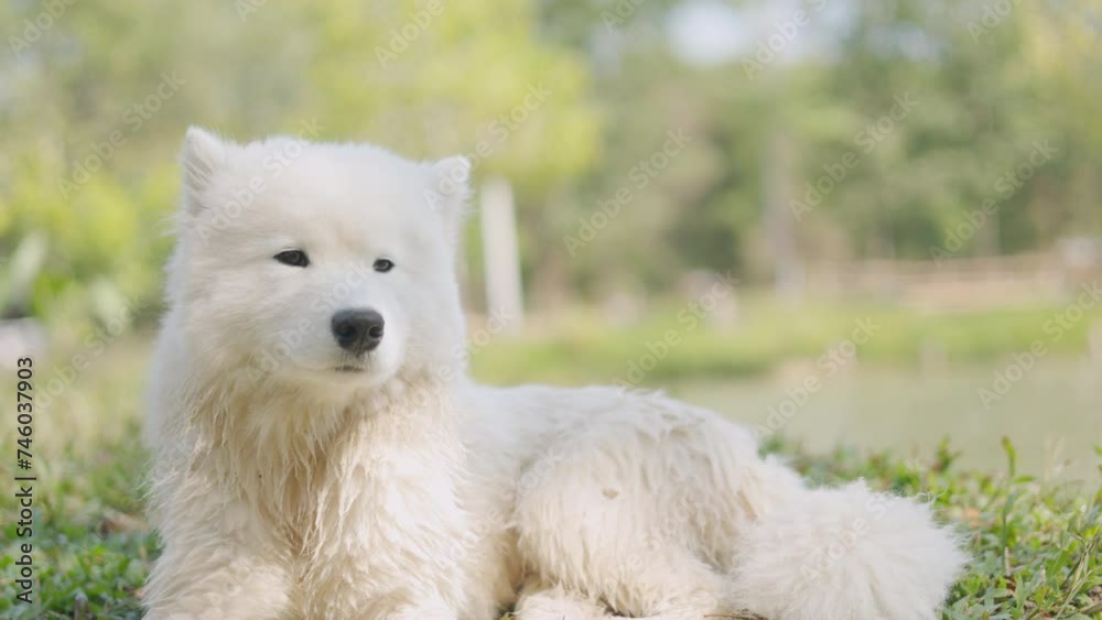Adorable purebred dog, samoyed, with white fluffy fur who is sitting on the grass in beautiful park during summer with sunlight shows calmness, enjoyment, cheerfulness and relaxation of luxury puppy. Adorable purebred dog, samoyed, with white fluffy fur who is sitting on the grass in beautiful park during summer with sunlight shows calmness, enjoyment, cheerfulness and relaxation of luxury puppy.