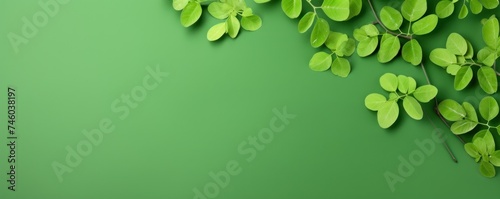 moringa leaves on green background