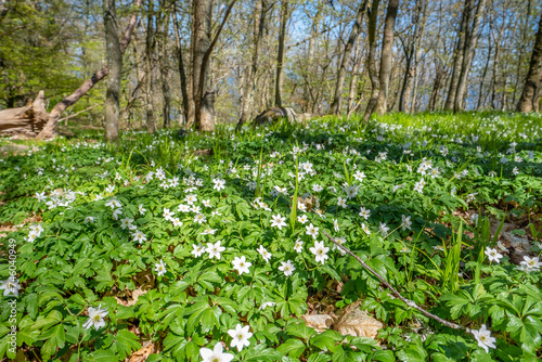 Fototapeta Naklejka Na Ścianę i Meble -  Weisse Blumen im Wald in Schweden