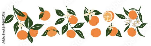 Hand drawn abstract oranges set. Collection of whole and cut tangerines, branches, flowers and leaves vector illustrations isolated on transparent background. Fresh juicy citrus fruit clip art.
