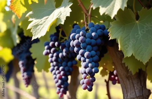 close-up, ripe bunch of blue grapes on a vine branch, grape plantation, summer vineyard, harvesting, wine production, sunny day