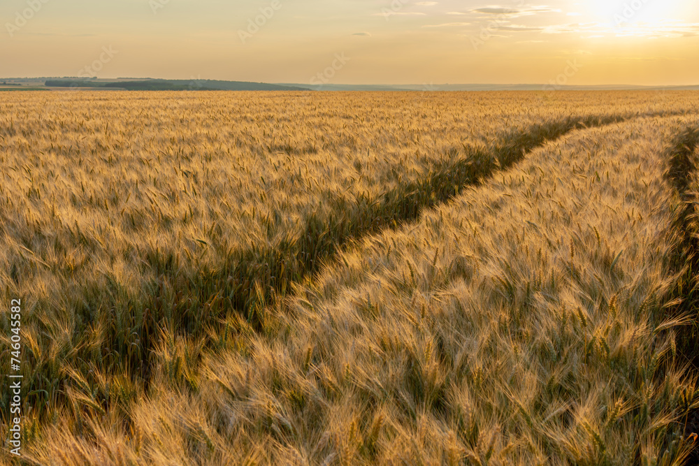 Wheel ruts in a wheat field