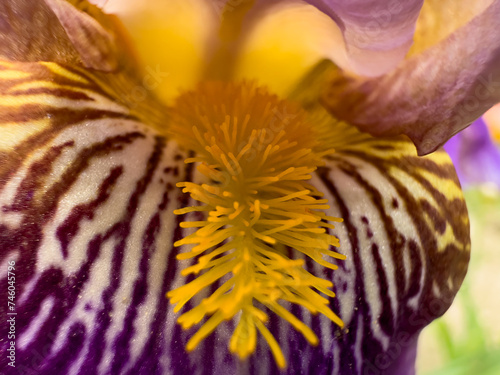 Unusual multicolored flower, macro shot