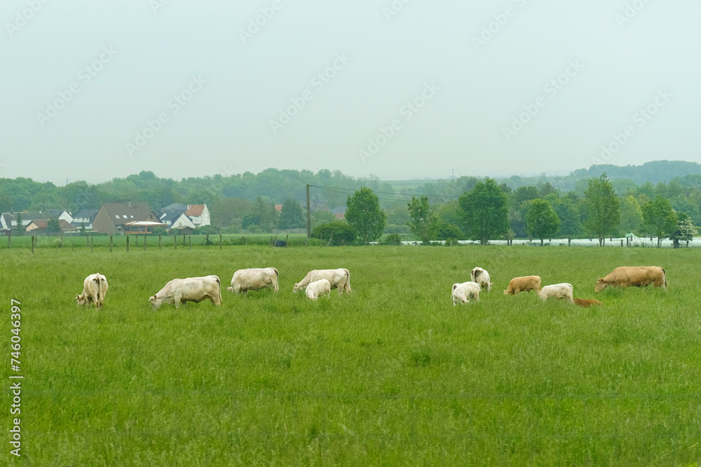 Calm rural scene with cows grazing in a lush green pasture in cloudy weather.