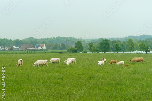 Calm rural scene with cows grazing in a lush green pasture in cloudy weather. © Dzmitry