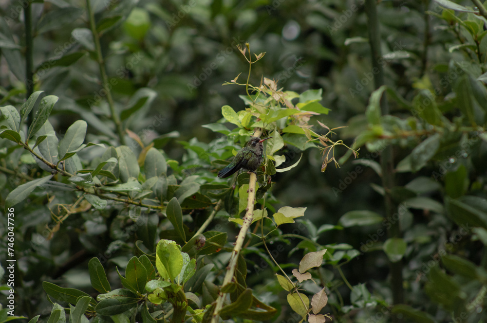 Picaflor, colibri posando en laurel y alimentandose