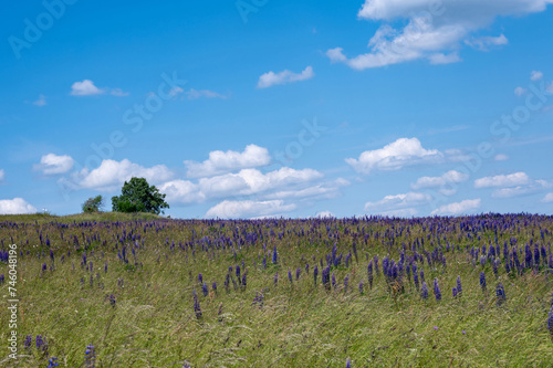 Meadow with many purple lupine flowers and a tree