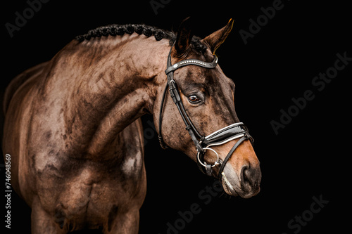 portrait of a horse in a bridle on a black background photo