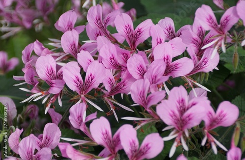 The bright pink color of Heart-leaf Pelargonium cordifolium flowers