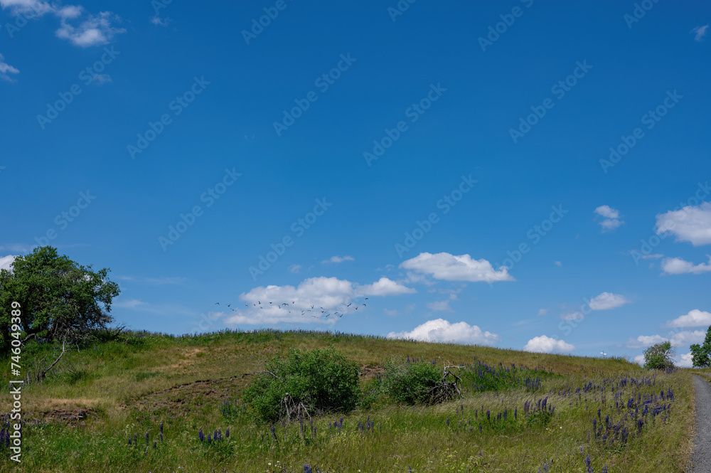 Green Landscape with a flock of birds and blue sky Green Landscape with a flock of birds and blue sky
