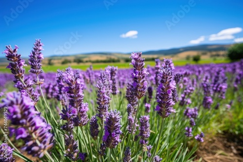 Lavender flowers bloom in a field under a clear blue sky