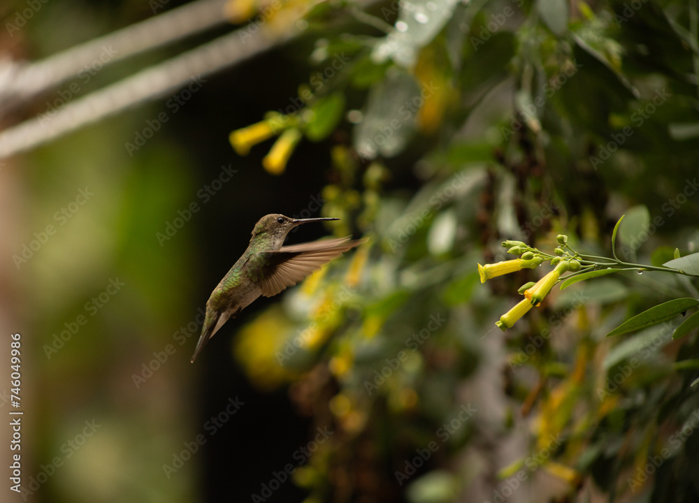 Picaflor, colibri posando en laurel y alimentandose Picaflor, colibri posando en laurel y alimentandose