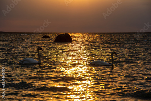 Swans swim in the sea at a golden sunset photo