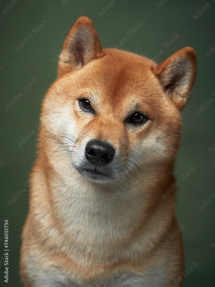 A poised Shiba Inu dog sits attentively against a muted backdrop, radiating elegance and alertness