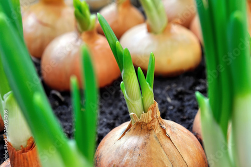 close-up of growing green onion in the vegetable garden