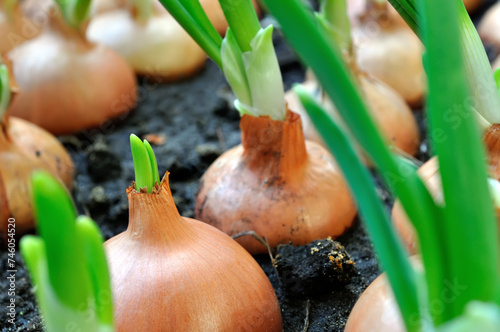 close-up of growing green onion in the vegetable garden