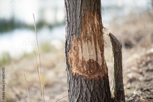Ogromny problem ze stale rosnącą populacją Bobrów atakującą i powalającą drzewa w okolicach zamieszkałych przez nie akwenów © qrrr