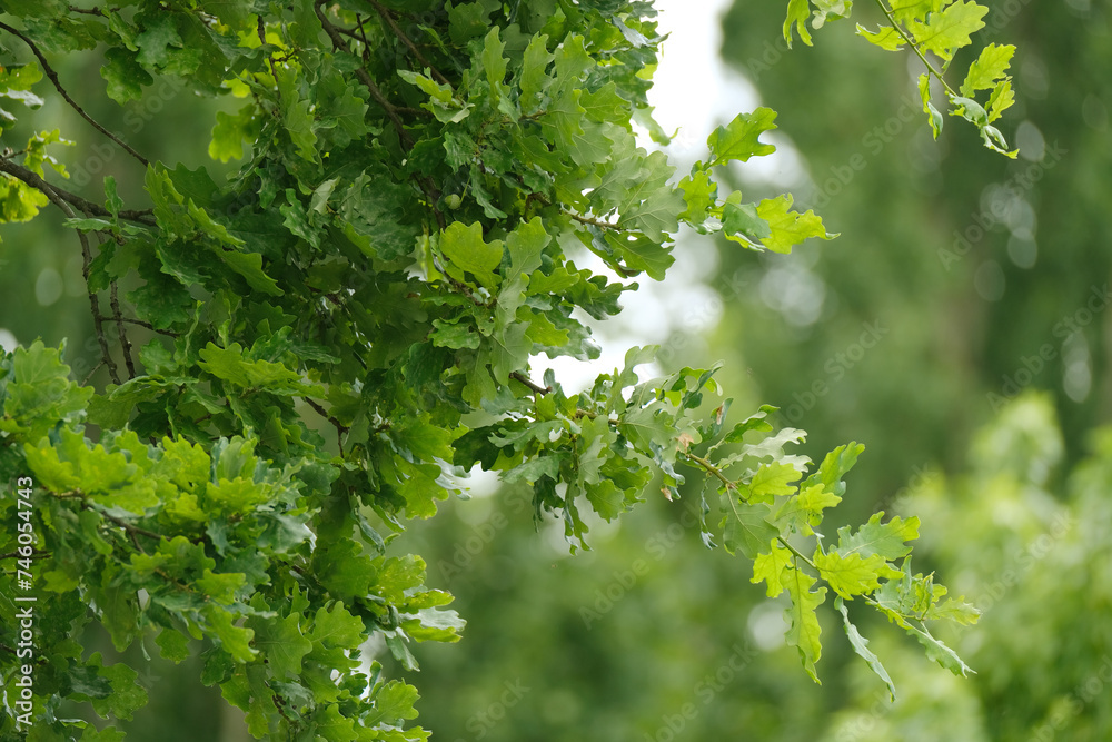 green oak branches in beautiful light, young green leaves oak, Quercus robur in spring garden, summer park, picturesque peaceful natural background, blur organic plant leaves shallow depth field green oak branches in beautiful light, young green leaves oak, Quercus robur in spring garden, summer park, picturesque peaceful natural background, blur organic plant leaves shallow depth field