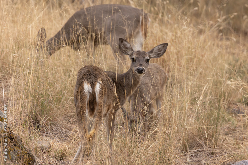 A trio of Coues Whitetail does graze peacefully in the long brown winter grass in Madera Canyon, Arizona, USA. One doe looks back over her shoulder towards the camera while the others eat. A trio of Coues Whitetail does graze peacefully in the long brown winter grass in Madera Canyon, Arizona, USA. One doe looks back over her shoulder towards the camera while the others eat.