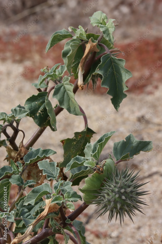 Small Moonflower, Datura Discolor, a native annual herb with spheric thorny trichomatic capsule fruit during Winter in the Borrego Valley Desert. Small Moonflower, Datura Discolor, a native annual herb with spheric thorny trichomatic capsule fruit during Winter in the Borrego Valley Desert.