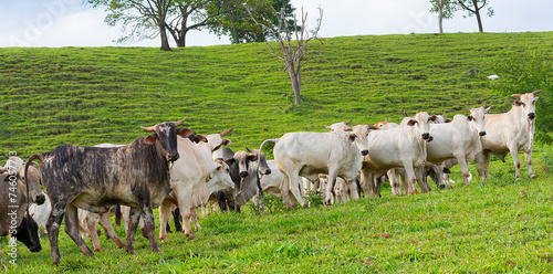 The nellore cattle herd photo