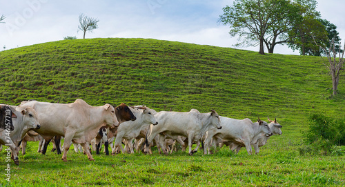 The nellore cattle herd