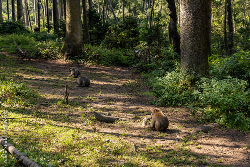 Japanese macaques in an alpine forest.
