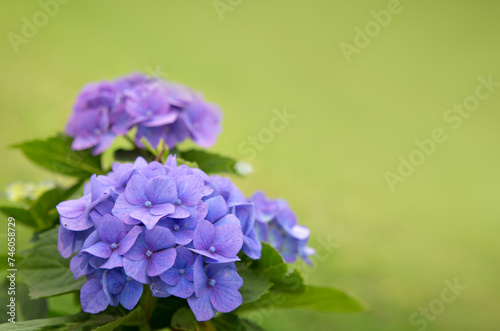 Beautiful blue hydrangea flowers isolated on green.