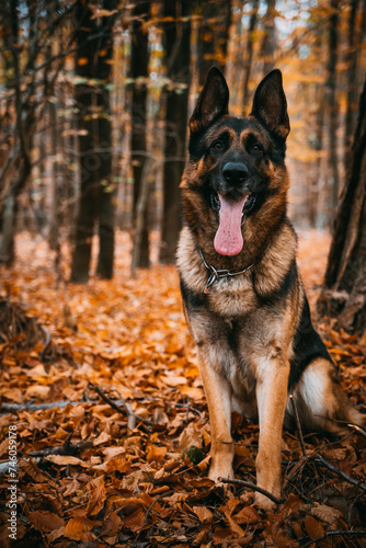 portrait of a German Shepherd in the autumn forest