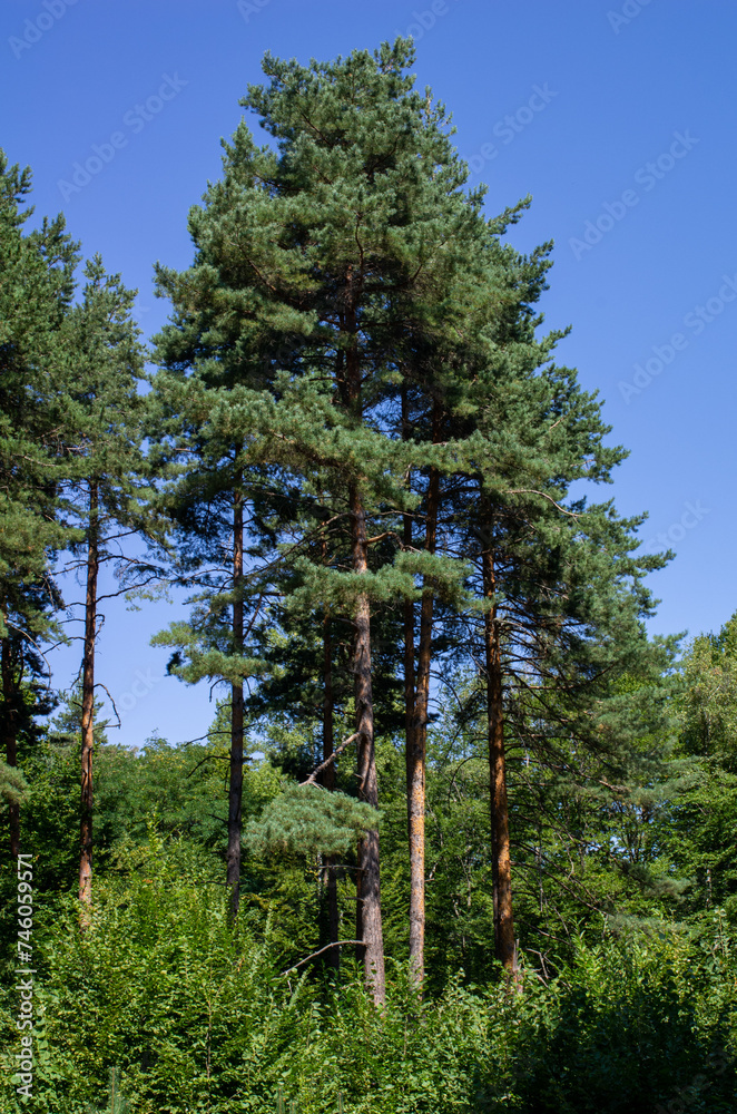 Fototapeta premium pine tree in the forest