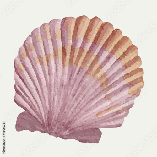 Seashells Ocean Beach, Bay Scallop Clipart illustration