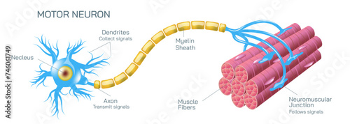 how neurotransmitter works? The process the brain neurons communicate each other anatomy vector illustration. Action potentials and synapses. multiple sclerosis formation. Motor neuron communication.