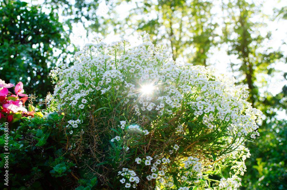 Balcony flowers  against rays of setting sun Sweet alyssum (Lobularia) White small flowers Soft focus Meadow sun rays