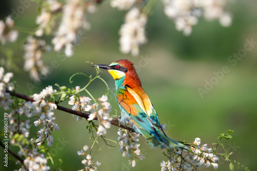 beautiful wild birds on a blossoming tree