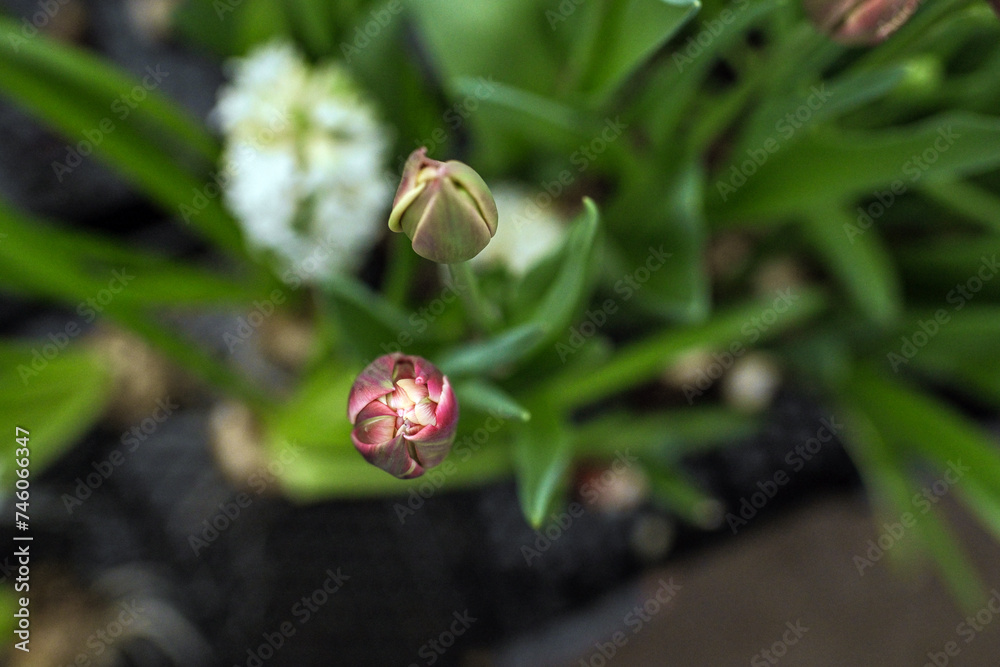 tulips flowers plants farmer women's day bulbs green yellow greenhouse grow garden bloom blooming nature spring flora pink leaf leaves March 8 tulips flowers plants farmer women's day bulbs green yellow greenhouse grow garden bloom blooming nature spring flora pink leaf leaves March 8