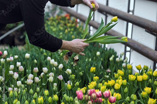 tulips flowers plants farmer women's day bulbs green yellow greenhouse grow garden bloom blooming nature spring flora pink leaf leaves March 8