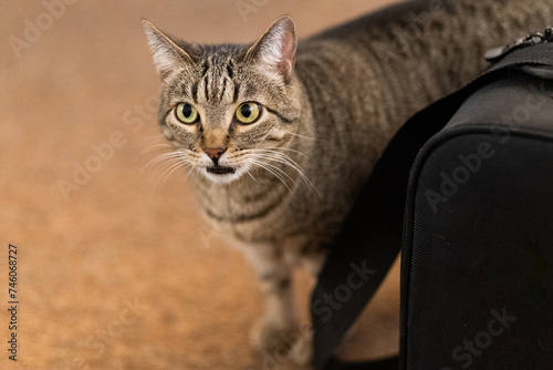 фотографія gato olfateando aroma